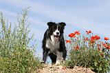 BORDER COLLIE 372
